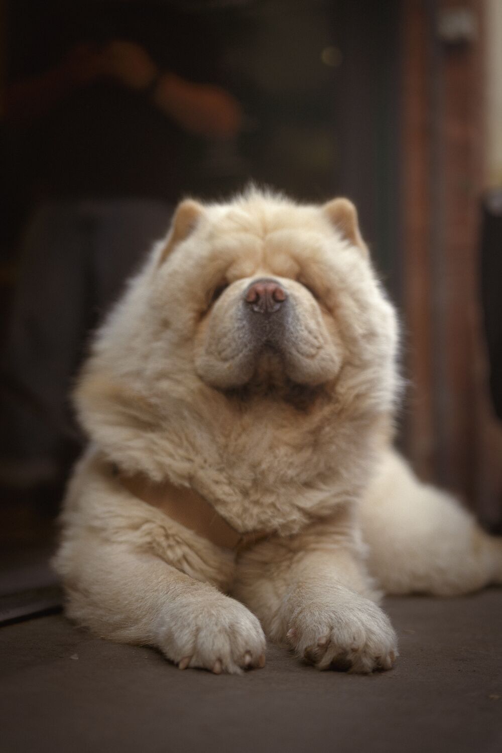 Portrait d'un chow-chow